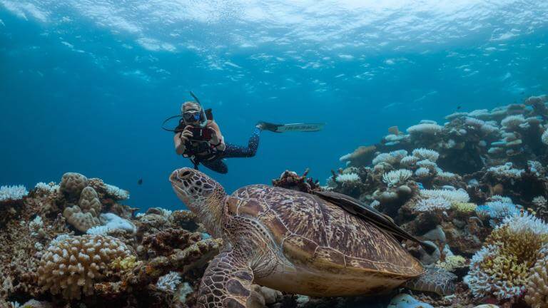 Daily Guided Dives